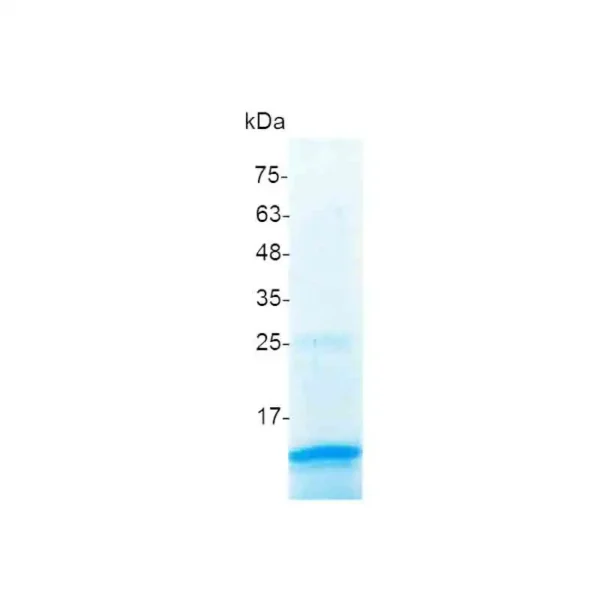 TGF beta 2, Human - Image 2
