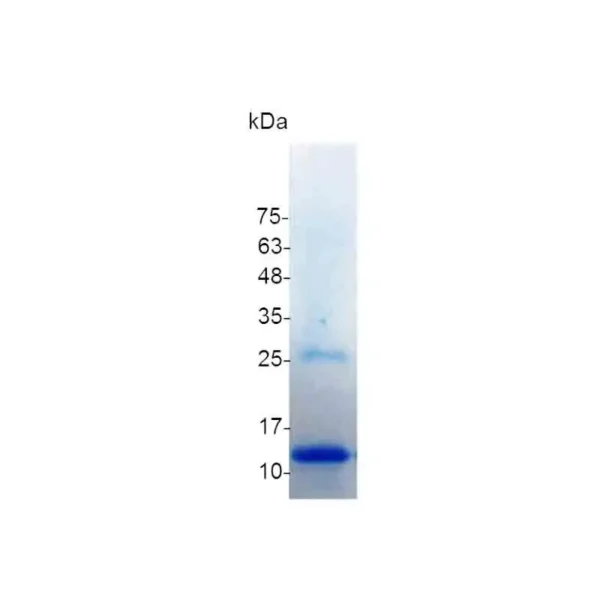 TGF beta 3, Human - Image 2