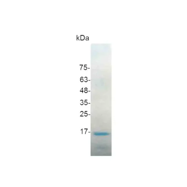 LIGHT, Human - Image 2
