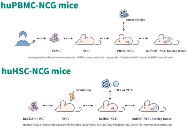 Human Immune System Reconstituted NCG