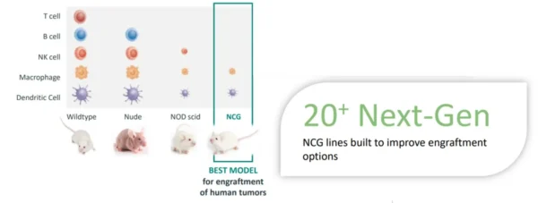 Immunodeficient Mouse Models - Image 2