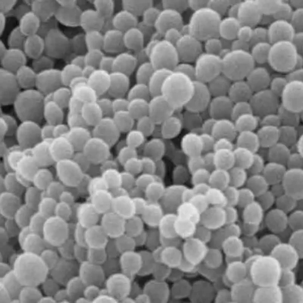 PEI (positive) PLGA nanoparticles - Image 2