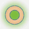 Pronanosome Liposome Cationic Fluorescent