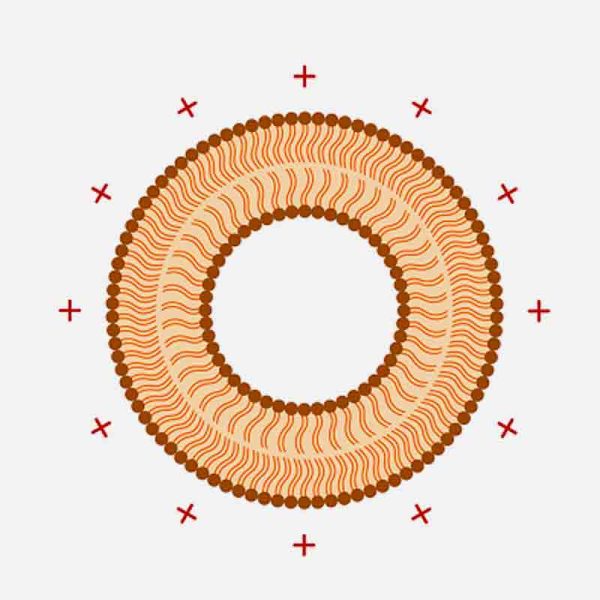 Pronanosome Liposome Cationic