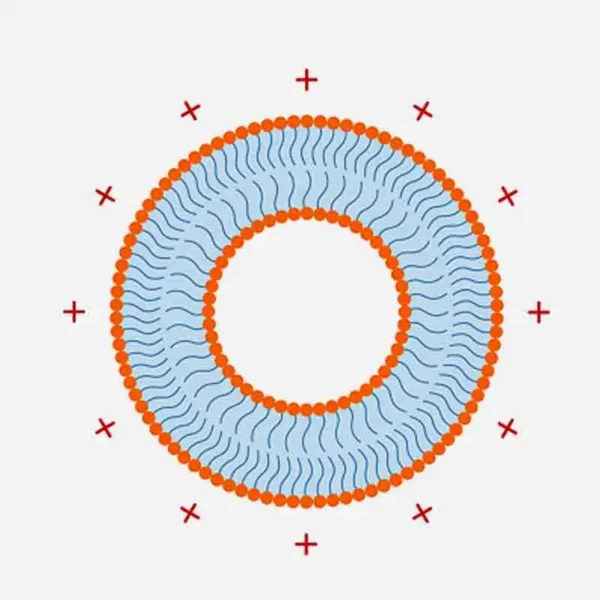 Pronanosome Niosome Cationic
