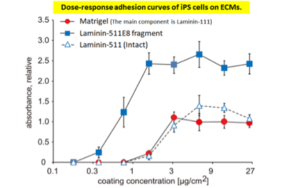 人类 iPSC 对 Laminin-511 E8 片段的粘附力比对 Laminin-511（完整）或 Matrigel 的粘附力更强。