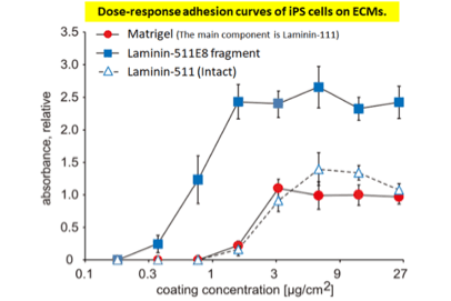 Human iPSCs adhere more strongly to Laminin-511 E8 fragment than to the Laminin-511 (Intact) or Matrigel.