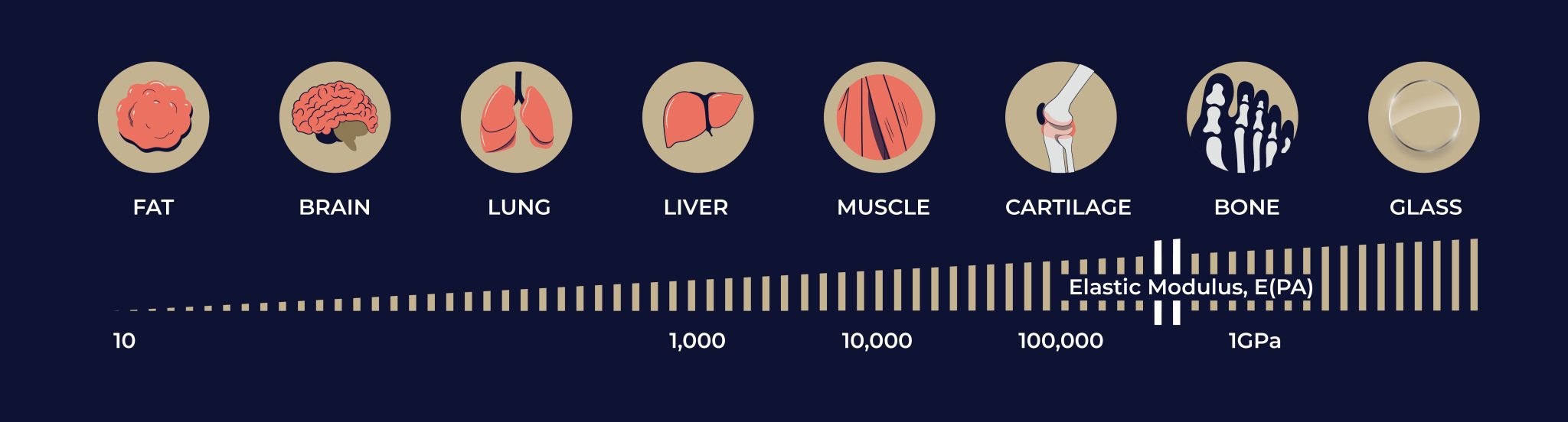 A graph of different organs like fat, brain, lung, liver, muscle, cartilage, bone and glass's matrix stiffness in elastic modulus