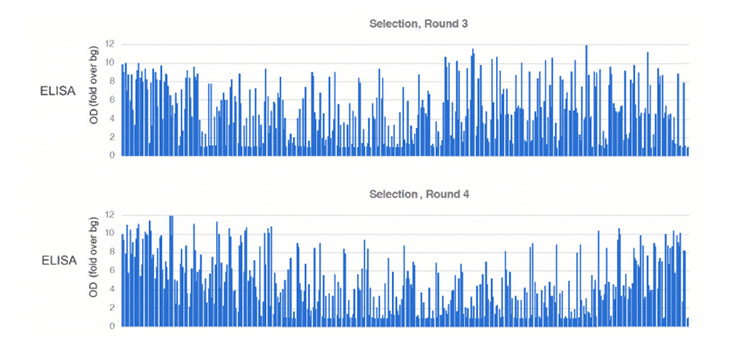 Round 3 & Round 4 ELISA screening of the antibody candidates for library construction of antibody for a target protein