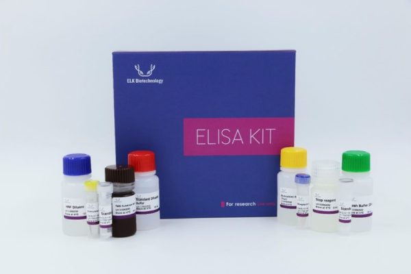 Human TGM1(Transglutaminase 1, Keratinocyte) ELISA Kit - Image 2