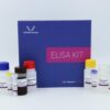 Human Human LOR(Loricrin) ELISA Kit