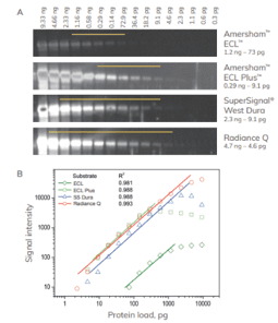 Comparison of western blot ECL substrate signalling among Radiance Q, SuperSignal West Dura, Amersham ECL Plus and Amersham ECL.