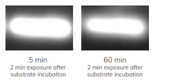 Protein signal after 5 minutes and 60 minutes of exposure to Radiance Q ECL substrate.