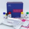 Human AGR2(Anterior Gradient Protein 2) ELISA Kit