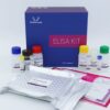 Human HA(Hyaluronic Acid) ELISA Kit