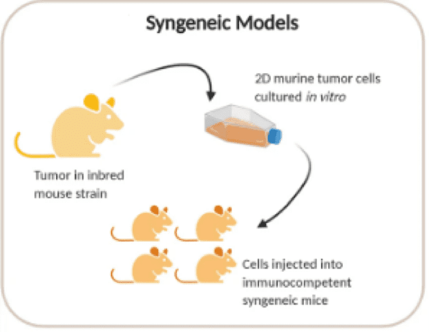 Syngeneic mouse models generated through transplantation of mouse-derived tumour cell lines

