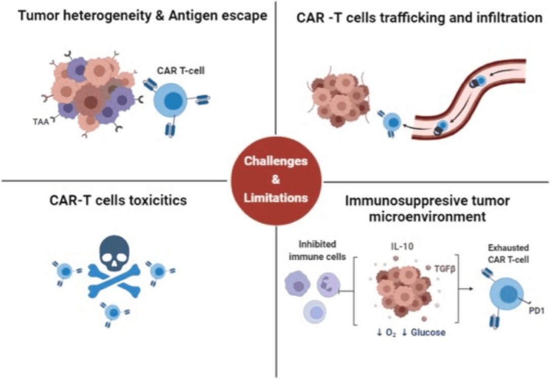 CAR T 细胞疗法在实体瘤中的挑战。