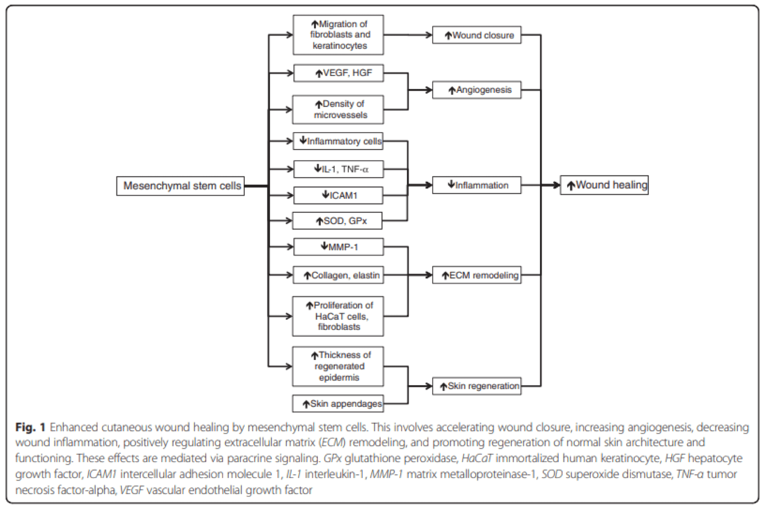 Mesenchymal Stem Cell Wound Healing Mechanism