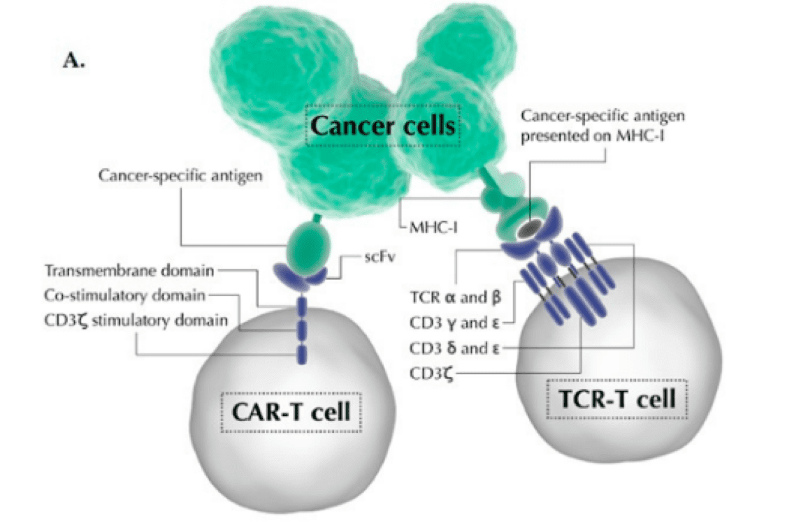 Schematics of common CAR-T and TCR-T cellular immunotherapy products.