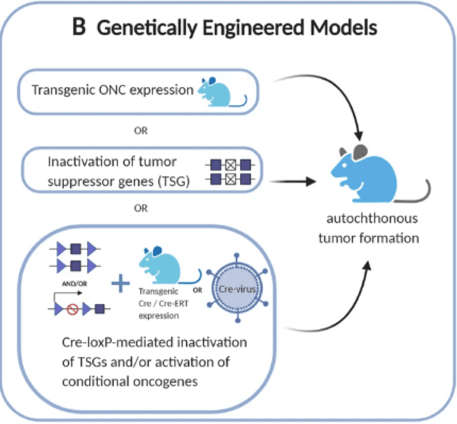 GEMMs promote spontaneous tumour development through activation or inactivation oncogene/tumour suppressors
