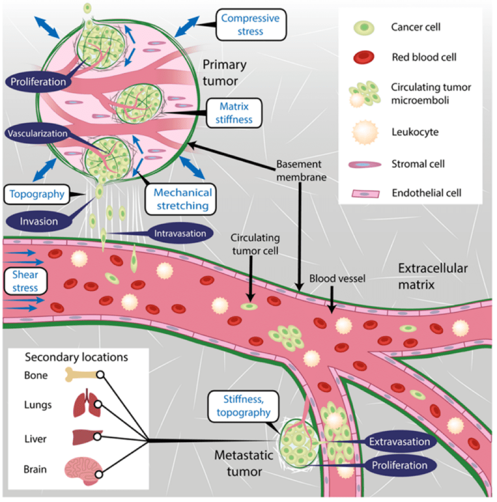 How mechanobiology affects Metastasis mechanism of cancer