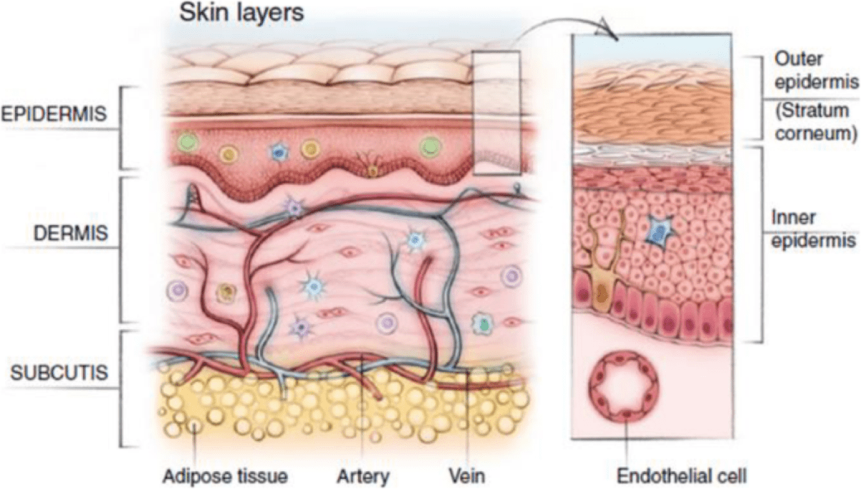 Skin layer structure