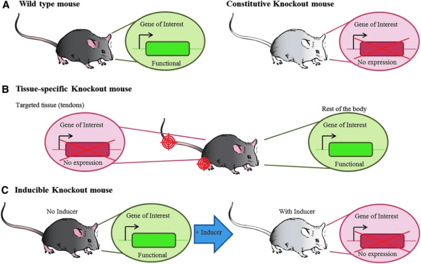 Visual explanation on the different types of knockout mice used in research labs
