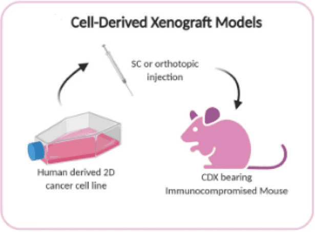CDX models are established through transplantation of human immortalised cell line in immunocompromised mice
