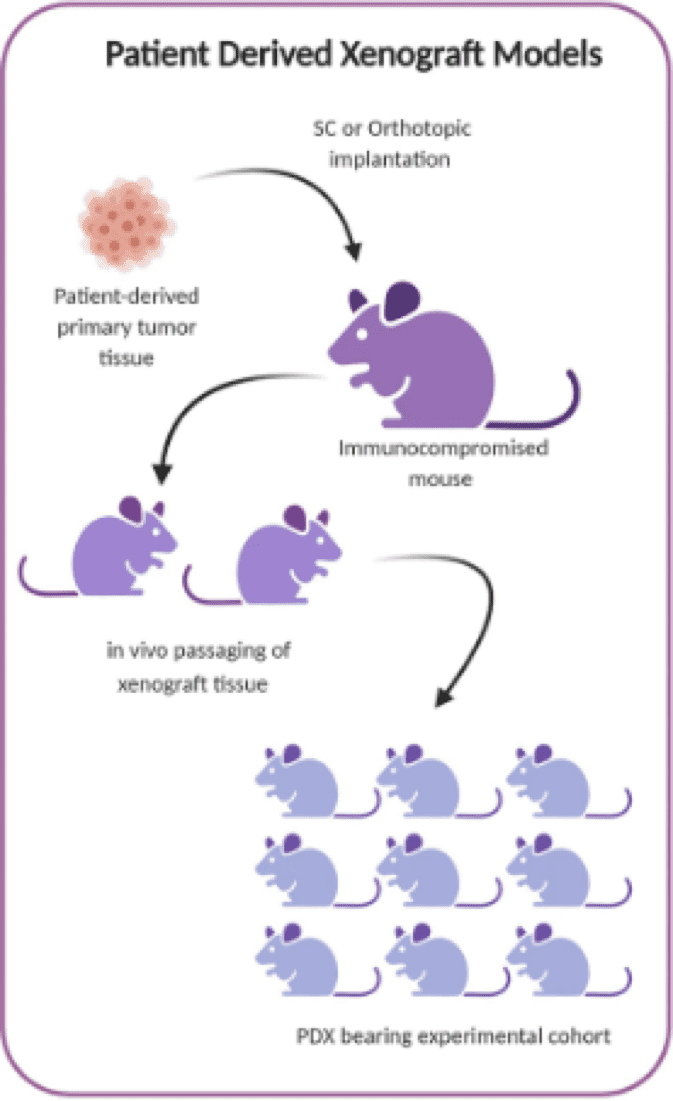 PDX models are established by transplantation of whole patient-derived tumour tissue in immunocompromised mice
