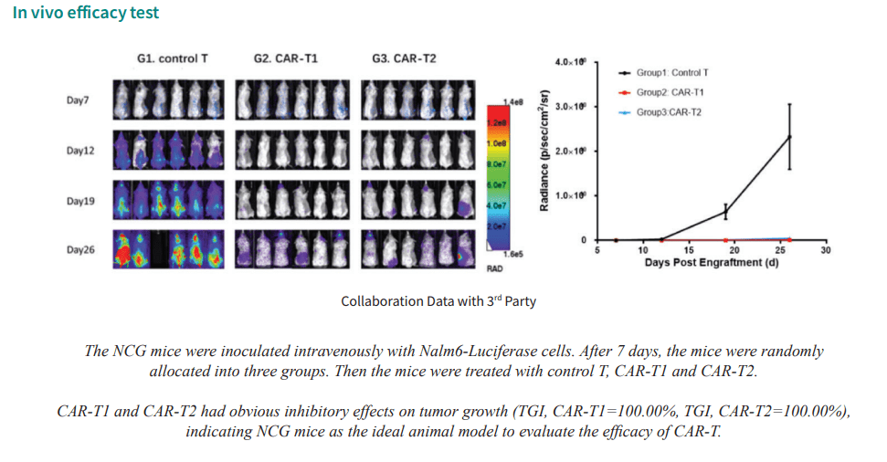 Efficacy of CAR-T on Nalm6-luciferase engrafted NCG