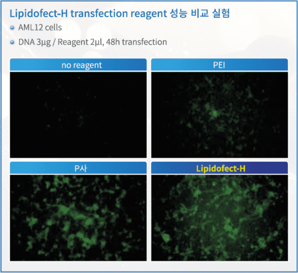 Lipidofect-H Hepatocyte-specific Transfection Reagent - Image 4