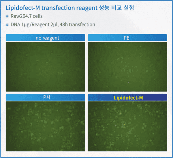 Lipidofect-M Macrophage-specific DNA Transfection Reagent - Image 4