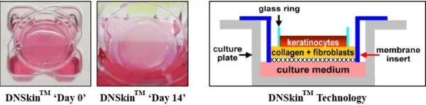 3D Printed ASIAN human epidermal keratinocytes (For in-vitro) - Image 6