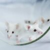 Reporter Mice