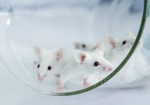 Live Knockout Mice & Conditional Knockout Mice