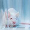 Progressive Muscular Dystrophy Mouse Models