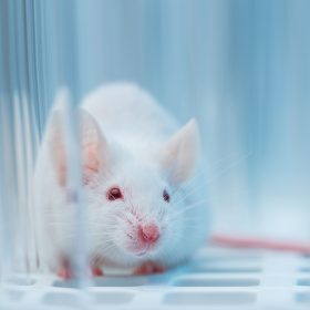 Amyotrophic Lateral Sclerosis (ALS) Models