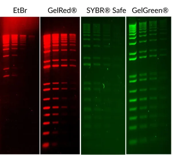GelGreen® Nucleic Acid Gel Stain (10,000x in water) - Image 2
