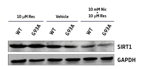Deep Delivery Nanovesicle (DDS) Resveratrol - Image 3