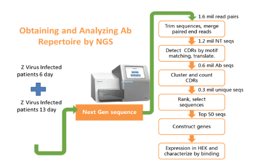 The workflow of obtaining the viable antibodies against Z virus using Antibody discovery through bioinformatics analysis for Z virus infection.
