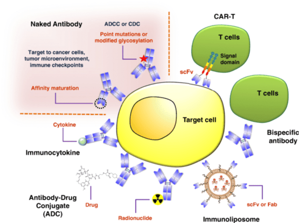 항체가 암 치료에 어떻게 사용되는지 보여주는 암 치료를 위한 항체 기반 치료법의 개요를 보여줍니다.
