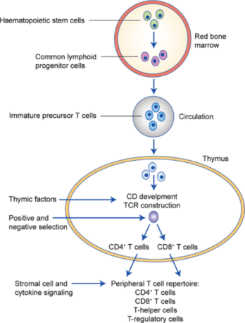 An illustration showing how T-cells get differentiated from hematopoietic stem cells into peripheral T cell repertoire