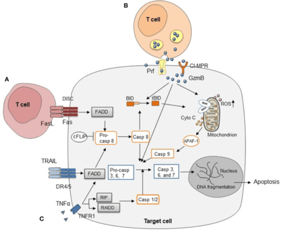 Illustration showing the mechanism behind cytotoxic cD8+ T Cell Killing