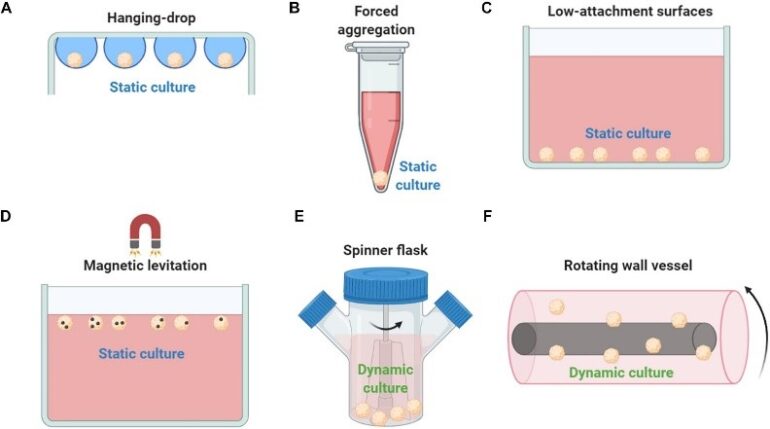 Different methods used to generate MSC spheroids ex vivo.