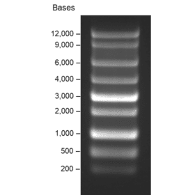 Croyez High Range RNA Ladder