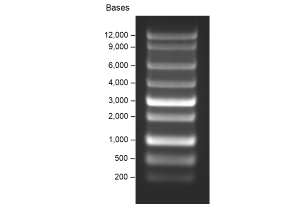 Croyez High Range RNA Ladder