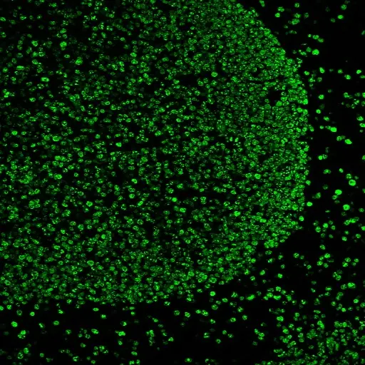 Human tonsil FFPE sections heated in AntiFix™ antigen retrieval buffer, then stained with anti-Ki67 MKI67/2466, goat anti-mouse HRP, and CF®488A tyramide using Tyramide Amplification Buffer Plus.