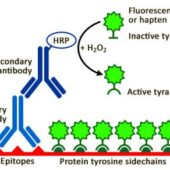 Fluorescent Tyramide Signal Amplification Dye - Image 3