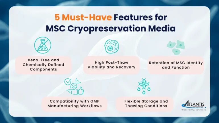 Infographic titled “5 Must-Have Features for MSC Cryopreservation Media.” It lists five features with matching icons: 1) Xeno-free and chemically defined components (lab flask icon), 2) High post-thaw viability and recovery (cell icon), 3) Retention of MSC identity and function (cell cluster icon), 4) Compatibility with GMP manufacturing workflows (checklist and thumbs-up icon), and 5) Flexible storage and thawing conditions (snowflake and water droplet icon). Background includes a translucent cell structure. Bottom right shows Atlantis Bioscience logo.