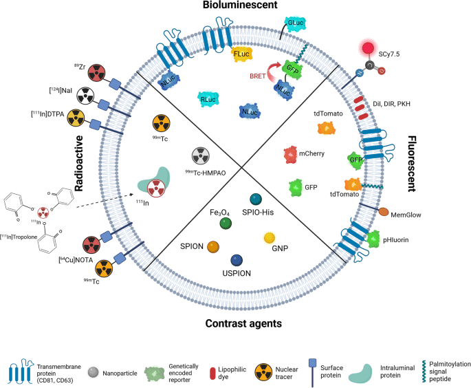 EV Staining Revolution: Move Beyond PKH and Carbocyanine Dyes with Cutting-Edge Alternatives  